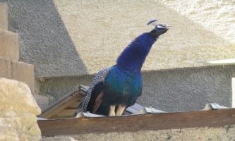 Puzzle Paon bleu