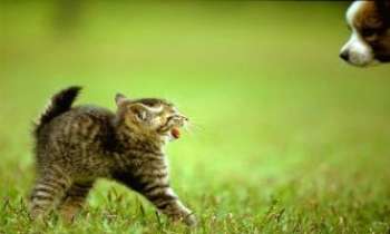 Puzzle 1066 - Chaton effrayant