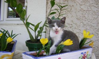Puzzle Popeye le chat
