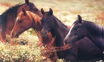 Puzzle poulains