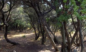 Puzzle Sous-bois