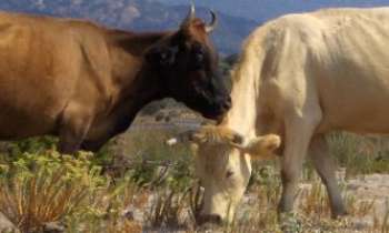 Puzzle 1118 - Vaches ou Amours ?