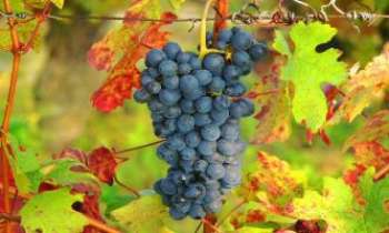 Puzzle 1120 - Raisin d'Ombrie