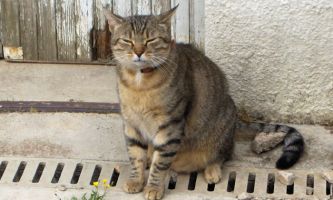 Puzzle Le chat Roi