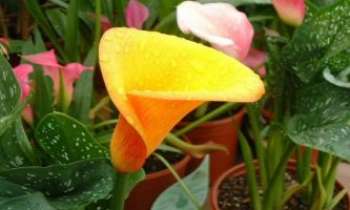 Puzzle 1127 - Arum