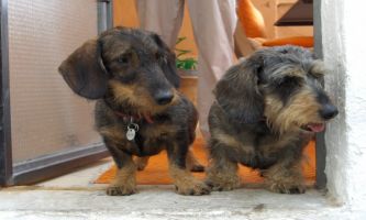 Puzzle Ida et Ugo