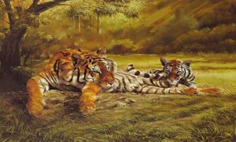 Puzzle Oeil de tigre