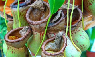 Puzzle Plantes carnivores