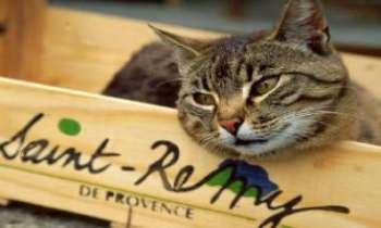 Puzzle 1319 - Chat Provençal