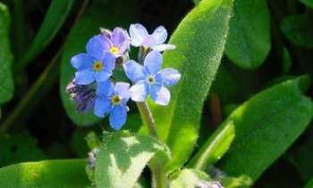 Puzzle 1332 - Myosotis