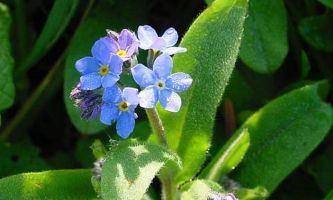 Puzzle Myosotis