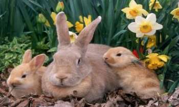 Puzzle 1344 - Trois petits lapins...