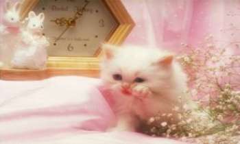 Puzzle 1349 - La vie en rose