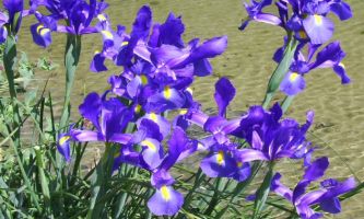Puzzle Iris sauvages