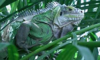 Puzzle 1360 - Iguane à l'affût