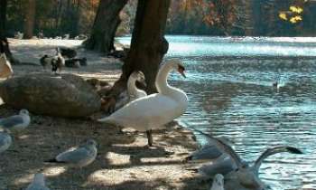 Puzzle 1379 - Cygnes