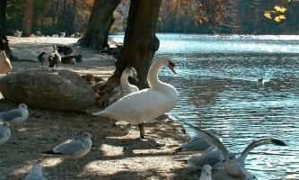 Puzzle Cygnes