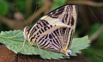 Puzzle 1386 - Papillon Star