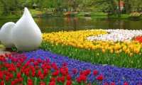 Puzzle Tulipes et Jacinthes