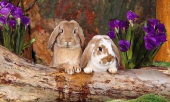 Puzzle Lapins béliers nains