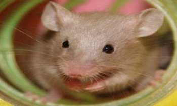 Puzzle 1459 - Jeu de souris