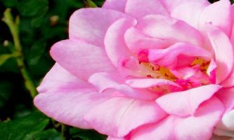 Puzzle Pétales roses