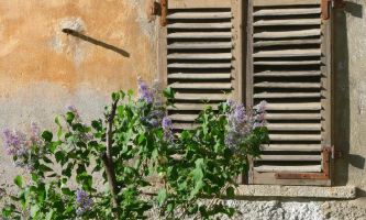 Puzzle Lilas