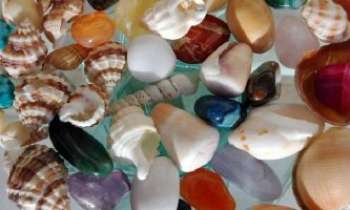 Puzzle 1431 - Coquillages Bretons