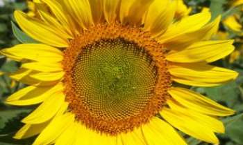 Puzzle 1437 - Tournesol