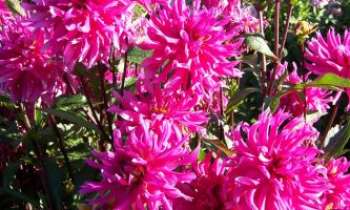 Puzzle 1446 - dahlia