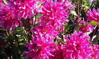 Puzzle dahlia