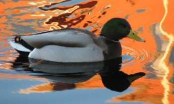Puzzle 1450 - Canard Sauvage