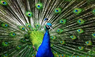 Puzzle Roue nuptiale
