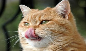 Puzzle Le chat donne sa langue