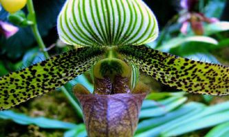 Puzzle Orchidée