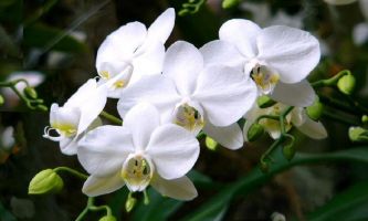Puzzle Phalaenopsis Orchidée