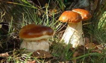 Puzzle 1528 - La saison des champignons