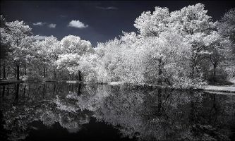 Puzzle Arbres givrés