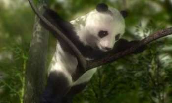 Puzzle 1550 - Panda