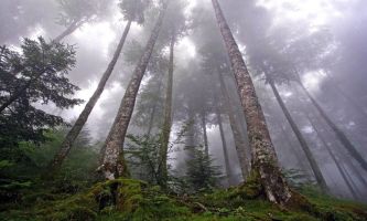 Puzzle Forêt d'Iraty