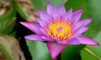 Puzzle 1586 - Nénuphar rose