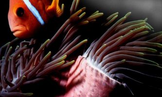 Puzzle Poisson marin