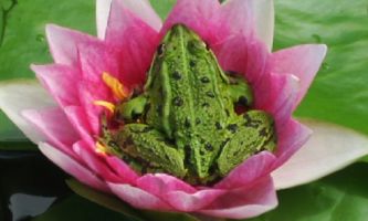 Puzzle Grenouille & Nénuphar