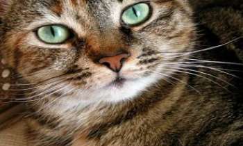 Puzzle 1647 - Des yeux de chat