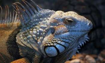 Puzzle 1658 - Portrait d'Iguane