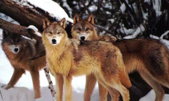 Puzzle Loups