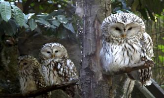 Puzzle Chouettes de l'Oural