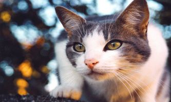 Puzzle Chat à l'affût