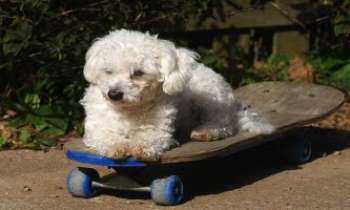 Puzzle 1742 - Bichon skateur