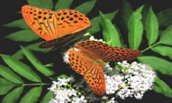 Puzzle 1832 - Couple de papillons